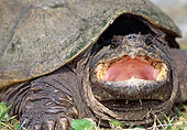 REP 08 MC0001 01
Portrait Of Common Snapping Turtle With Mouth Open Florida