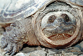 REP 08 MC0002 01
Portrait Of Common Snapping Turtle Florida