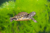 REP 08 MC0003 01
River Cooter Hatchling Swimming Underwater