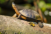 REP 08 MC0004 01
Black Wood Turtle Sitting On Log Costa Rica