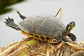 REP 08 MC0005 01
Florida Red-Bellied Turtle Sunning In Everglades