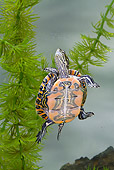 REP 08 MC0006 01
Midland Painted Turtle Swimming Underwater In Great Lakes
