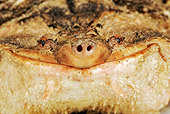 REP 08 MH0001 01
Close Up Of Mata Mata Turtle In Studio