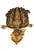 REP 08 MH0002 01
Overhead View Of Mata Mata Turtle In Studio