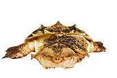 REP 08 MH0003 01
Head On View Of Mata Mata Turtle In Studio