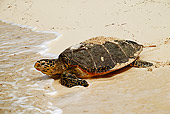 REP 08 MH0004 01
Hawksbill Turtle On Beach Heading Back To Sea