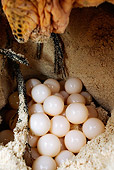 REP 08 MH0005 01
Overhead View Of Hawksbill Turtle Eggs In Nest