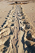 REP 08 MH0006 01
Overhead View Of Hawksbill Turtle Tracks On Beach