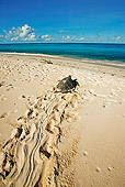 REP 08 MH0007 01
Overhead View Of Hawksbill Turtle Heading Back To Sea