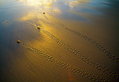 REP 08 MH0008 01
Overhead View Of Loggerhead Sea Turtles Walking Across Sand On South African Coast