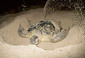 REP 08 MH0009 01
Green Sea Turtle Digging Nest In Sand To Lay Eggs