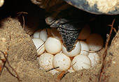 REP 08 MH0010 01
Close-Up Of Green Sea Turtle Laying Eggs In Nest