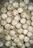 REP 08 MH0011 01
Sandy Green Sea Turtle Eggs In Nest