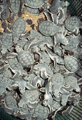 REP 08 MH0012 01
Green Sea Turtle Hatchlings In Nest