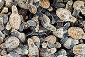 REP 08 MH0013 01
Hawksbill Turtle Hatchlings On Cousine Island, Seychelles
