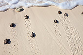 REP 08 MH0014 01
Hawksbill Turtle Hatchlings Heading Down Beach Toward Sea On Cousine Island, Seychelles
