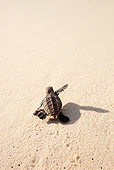 REP 08 MH0015 01
Hawksbill Turtle Hatchling Heading Down Beach Toward Sea On Cousine Island, Seychelles