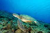 REP 08 WF0001 01
Green Sea Turtle Swimming In Coral Reef With Attached Live Suckerfish