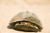 REP 08 WF0002 01
East African Black Mud Turtle With Head Inside Shell On Sand
