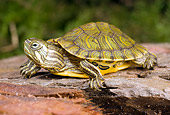 REP 08 WF0003 01
Texas River Cooter Crawling On Rock