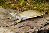 REP 08 WF0004 01
Spiny Softshell Turtle Crawling On Rock