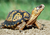 REP 08 GR0001 01
Eastern Box Turtle Sitting On Dirt Neck Stretched Out