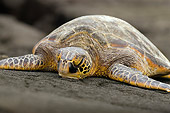 REP 08 JM0001 01
Green Sea Turtle Laying On Beach Hawaii