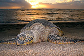 REP 08 JM0002 01
Green Sea Turtle Laying On Beach Hawaii
