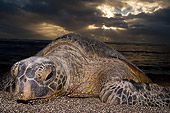 REP 08 JM0003 01
Green Sea Turtle Laying On Beach Hawaii