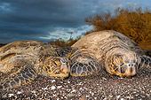 REP 08 JM0004 01
Two Green Sea Turtles Laying On Beach Hawaii