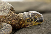 REP 08 JM0005 01
Profile Head Shot Of Green Sea Turtle Laying On Beach Hawaii