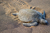REP 08 JM0006 01
Green Sea Turtle Crawling On Beach Hawaii
