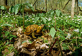 REP 08 LS0001 01
Eastern Box Turtle Standing On Forest Floor