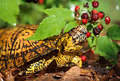 REP 08 LS0002 01
Eastern Box Turtle Laying Under Leaf On Forest Floor
