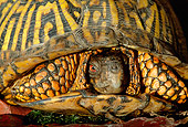 REP 08 LS0003 01
Close Up Of Eastern Box Turtle Laying On Forest Floor