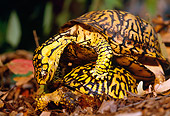 REP 08 LS0004 01
Eastern Box Turtles Mating On Forest Floor