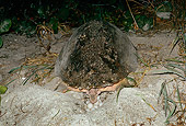 REP 08 LS0005 01
Loggerhead Sea Turtle Laying Eggs In Pit On Beach