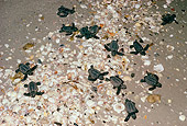 REP 08 LS0006 01
Loggerhead Sea Turtle Hatchlings Leaving Nest On Beach