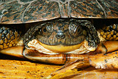REP 08 LS0007 01
Head Shot Of Blanding's Turtle Hiding In Shell