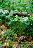 REP 08 LS0008 01
Eastern Box Turtle Standing On Forest Floor