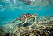 REP 08 TL0001 01
Green Sea Turtle Swimming In Shallow Water Hawaii