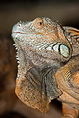 REP 09 GL0001 01
Portrait Of Green Iguana