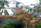 REP 09 GL0002 01
Green Iguana Sitting On Tree Branch