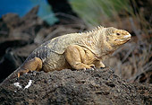 REP 09 GL0003 01
Galapagos Land Iguana Sitting On Rock
