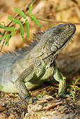 REP 09 MC0001 01
Portrait Of Green Iguana Sitting On Dirt Brazil