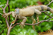 REP 09 MC0002 01
Portrait Of Green Iguana Climbing In Tree Costa Rica