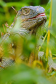 REP 09 MC0003 01
Portrait Of Green Iguana Climbing In Tree Costa Rica