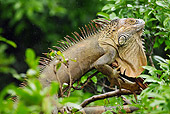 REP 09 MC0004 01
Common Tree Iguana Threatened On Tree Branch Costa Rica