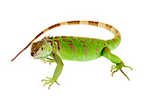 REP 09 MH0001 01
Overhead View Of Green Iguana Standing In Studio