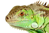 REP 09 MH0002 01
Close Up Of Green Iguana In Studio